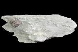 Wide, Enrolled Flexicalymene Trilobite In Shale - Ohio #67656-4